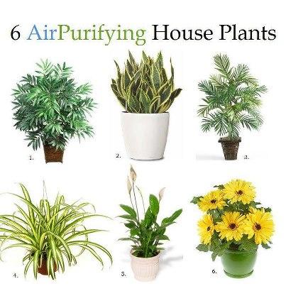 Photo: The Best Air Purifying Plants  1. Bamboo Palm: According to NASA, it removes formaldahyde and is also said to act as a natural humidifier.   2. Snake Plant: Found by NASA to absorb nitrogen oxides and formaldahyde.   3. Areca Palm: One of the best air purifying plants for general air cleanliness.   4. Spider Plant: Great indoor plant for removing carbon monoxide and other toxins or impurities. Spider plants are one of three plants NASA deems best at removing formaldahyde from the air.   5. Peace Lily: Peace lilies could be called the “clean-all.” They’re often placed in bathrooms or laundry rooms because they’re known for removing mold spores. Also know to remove formaldahyde and trichloroethylene.   6. Gerbera Daisy: Not only do these gorgeous flowers remove benzene from the air, they’re known to improve sleep by absorbing carbon dioxide and giving off more oxygen over night.   Plants that are 'Non' Poisonous to Dogs and Cats Below is a list of plants that are not poisonious to dogs and cats. http://www.petfriendlyhouse.com/information/Plants/non_poisonous_plants.aspx