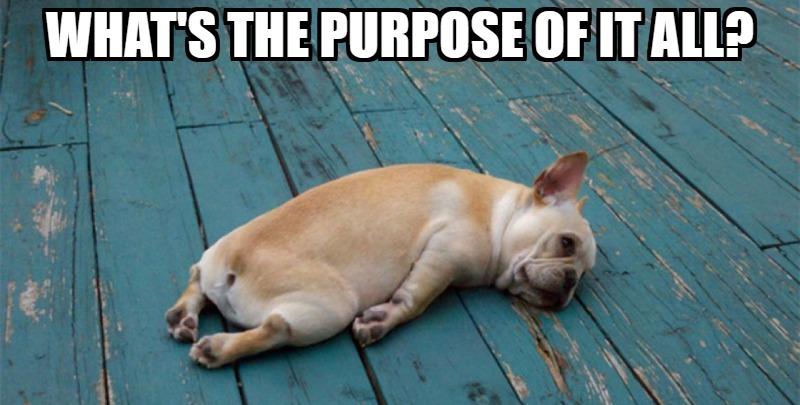 What's the Purpose of it All? Image powered by Nimbus Platform