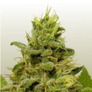 Buy Cannabis Seeds Alaska