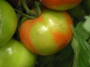 Początki niedoboru wapnia. Niedobór wapnia prowadzi z czasem u pomidora do suchej zgnilizny wierzchołkowej owoców, poważnej choroby fizjologicznej.