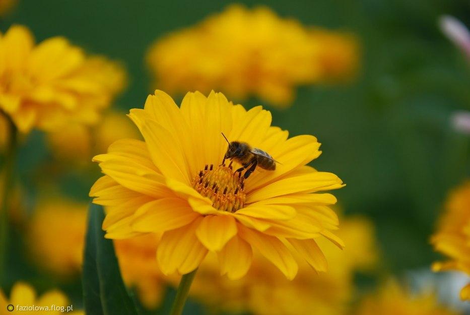 z-mego-wonnego-kwiatu-pracowite-pszczoly-biora-miod-ktory-potym-szlachci-panskie-stoly.jpg