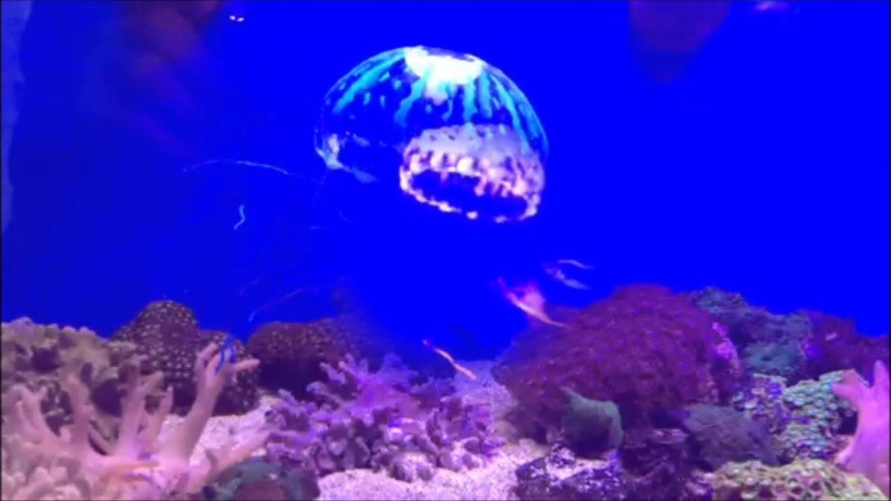 An artificial jellyfish