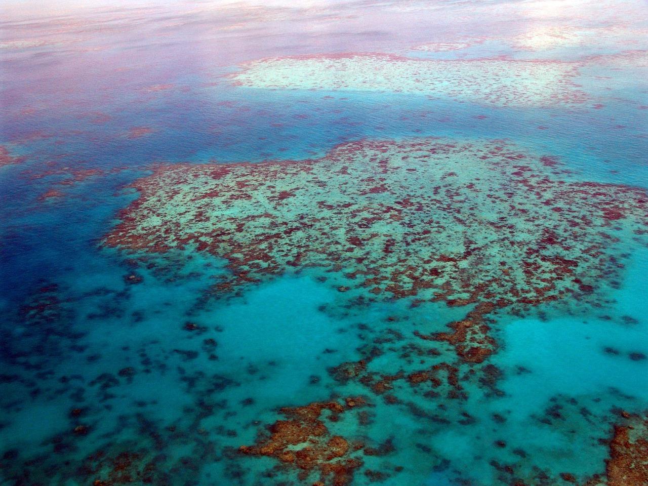 Free Great Barrier Reef Dive photo and picture