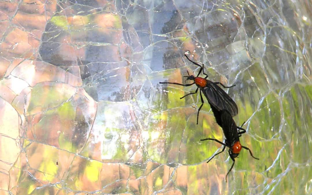 orkin pest control near me