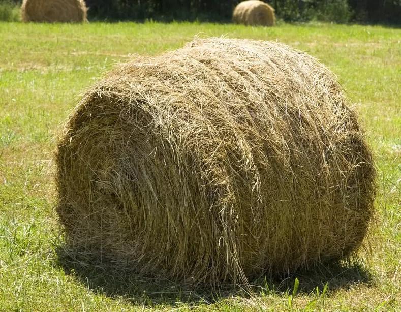Buy Bermuda Hay for sale, Buy Bermuda Hay whosale suppliers