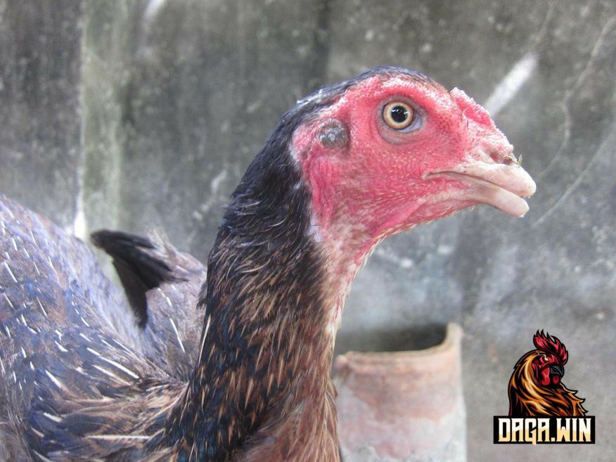 Nguyên nhân khiến gà bị gãy mỏ