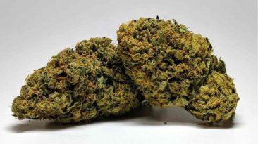 most popular weed strains