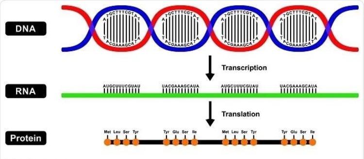 rnasequence.jpg