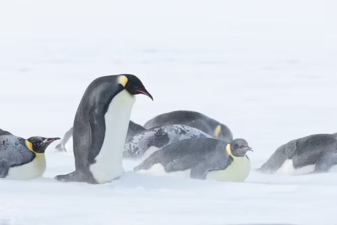 Des manchots empereurs luttent contre le vent, la neige et le froid sur la banquise du détroit de McMurdo en mer de Ross, en Antarctique, le 23 mai 2024.