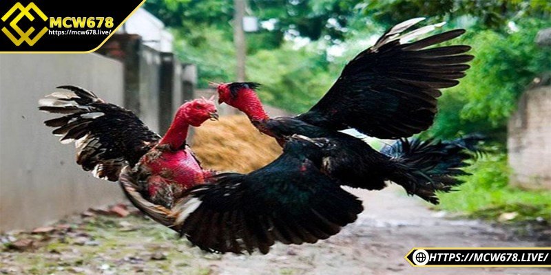 Nên cho gà ăn đúng giờ, không thay đổi thời gian đột ngột