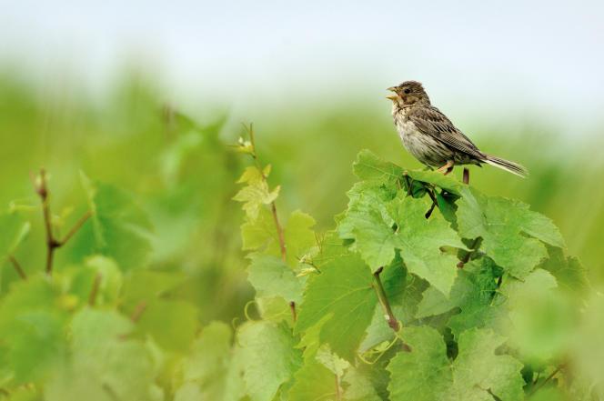 Bruant proyer (« Emberiza calandra »), dans des vignes à Cosne-sur-Loire (Nièvre), en décembre 2012.