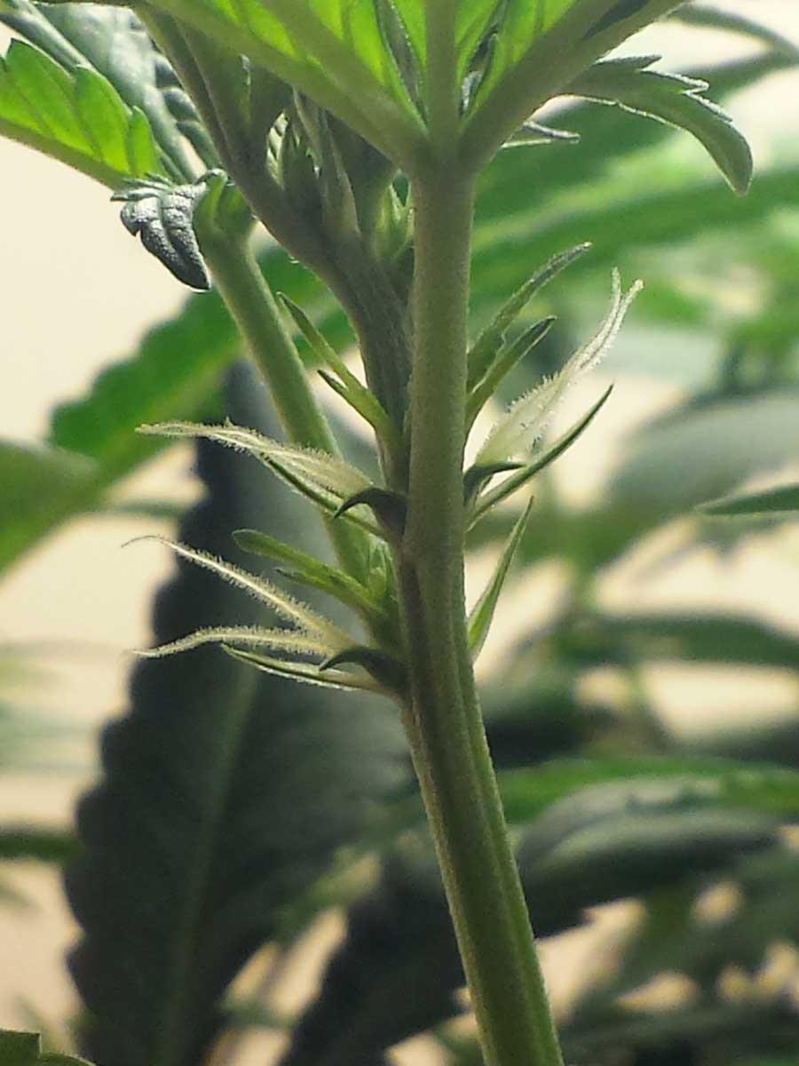 Seed Banks That Ship To USA