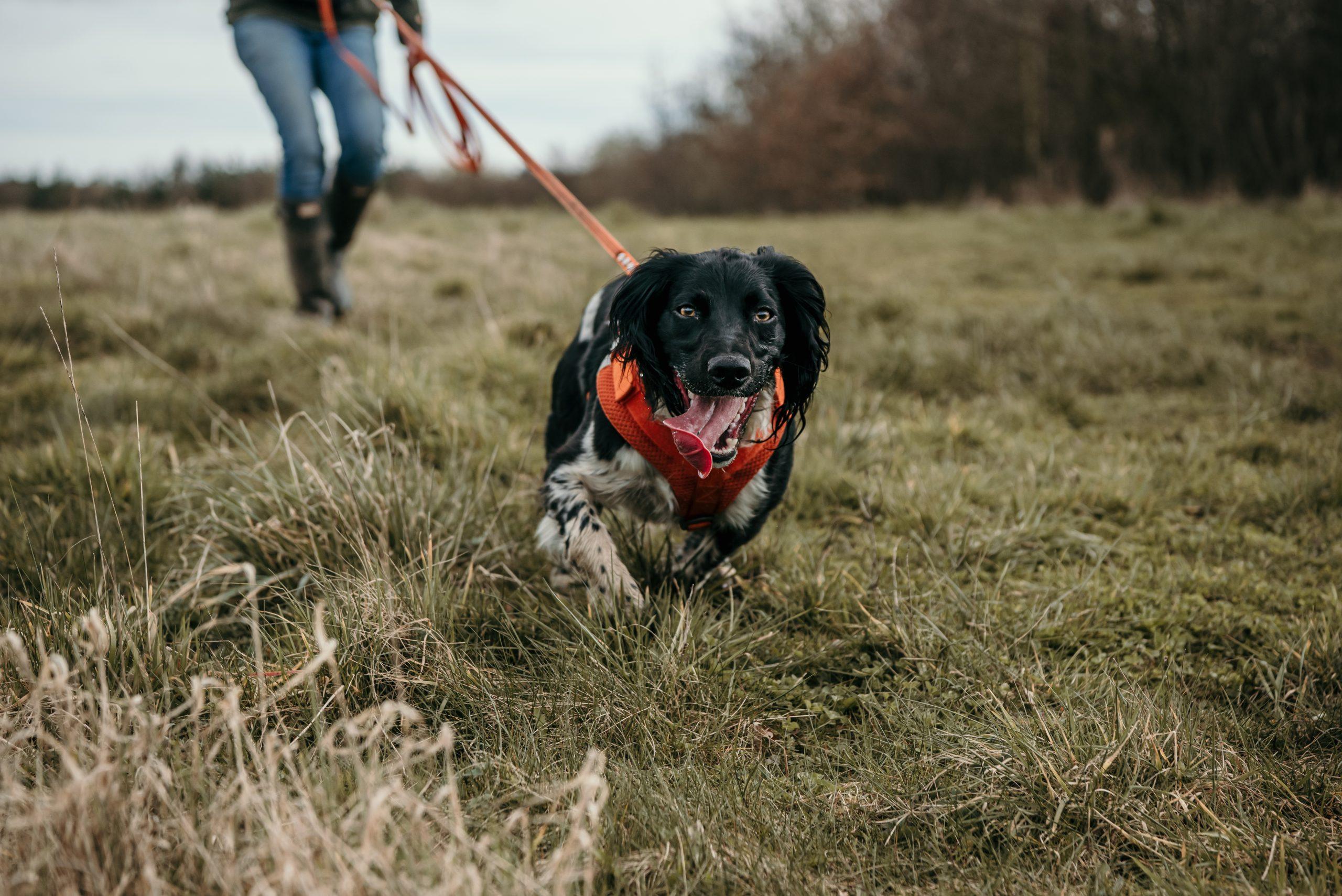 smart training methods for dogs