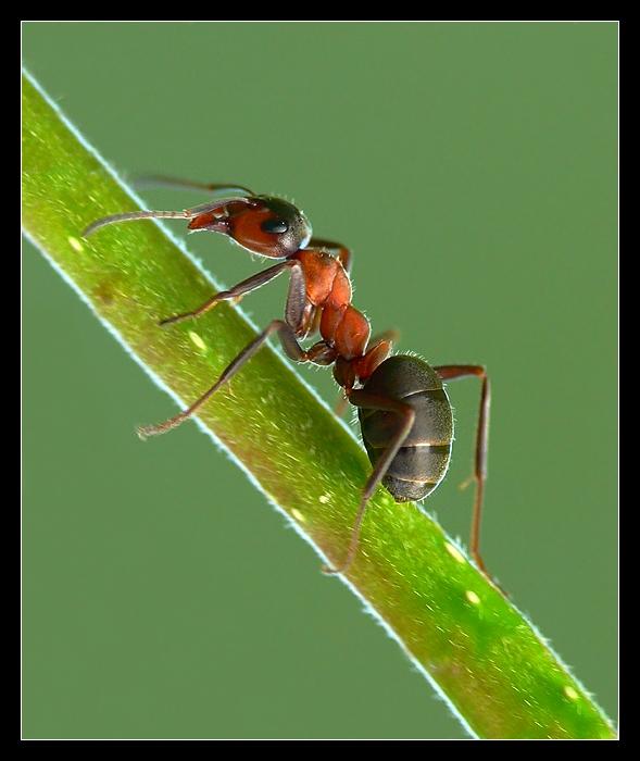 mrówka rudnica