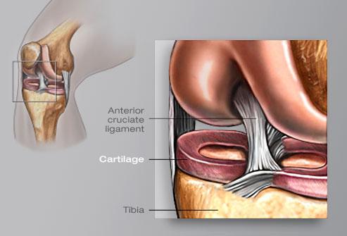 getty_rm_illustration_of_cartilage_in_th