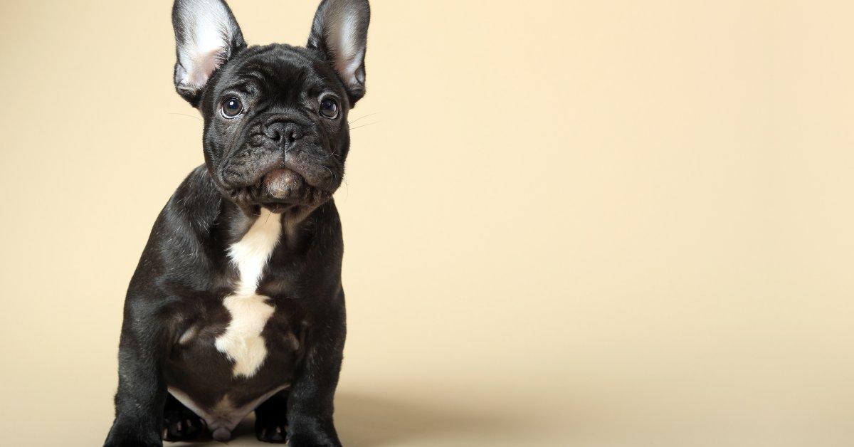 French Bulldog Puppies For Sale Near Me