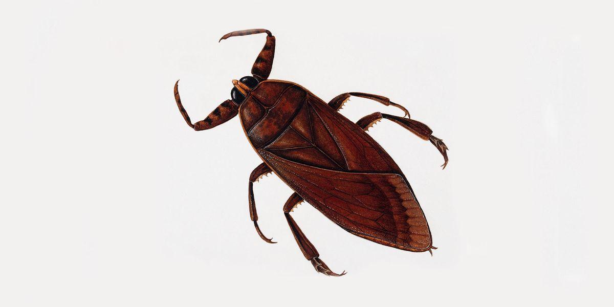 pest control service
