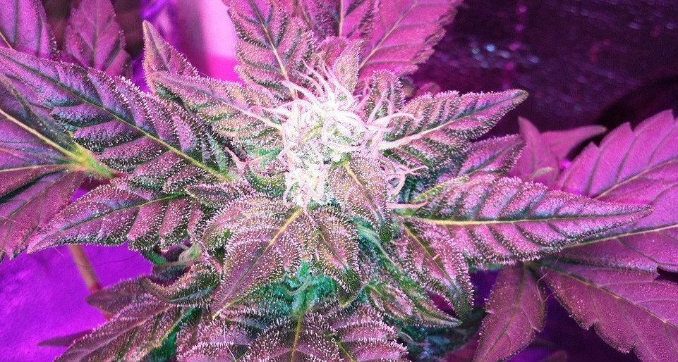 Auto Flowering Seeds For Sale