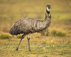Emu - gaz.wiki