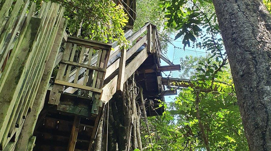 FALEALUPO CANOPY WALK (2024) All You Need to Know BEFORE You Go (with Photos) - Tripadvisor