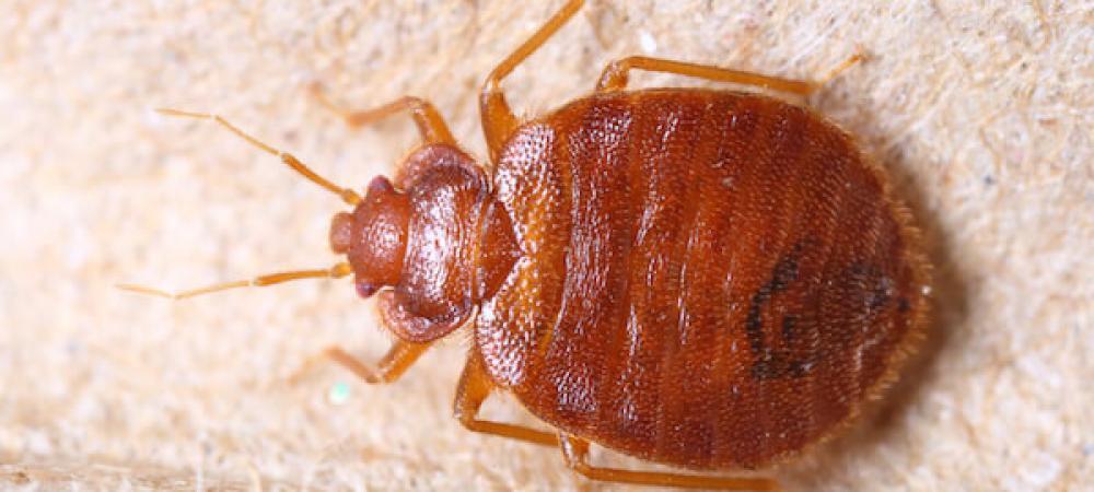 lawn pest control near me