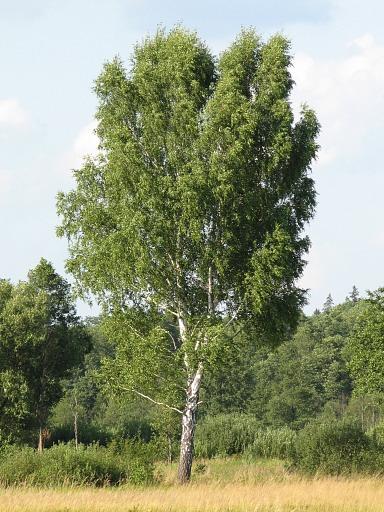 Brzoza brodawkowata (Betula pendula) ang. Silver Birch