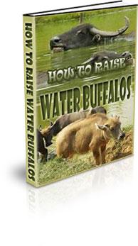 how to raise water buffalo
