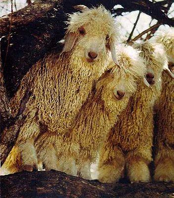 Owce długowłókniste
