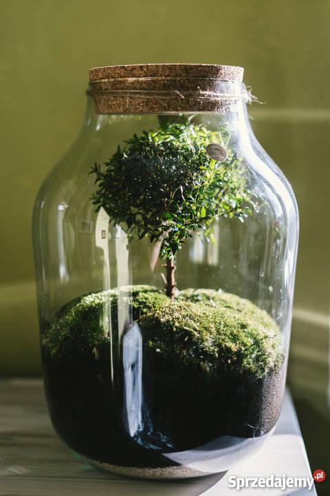 Znalezione obrazy dla zapytania sÅÃ³j z rÃ³Å¼ami