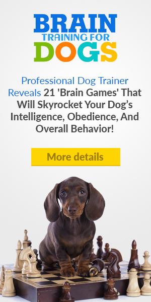 brain games for dogs