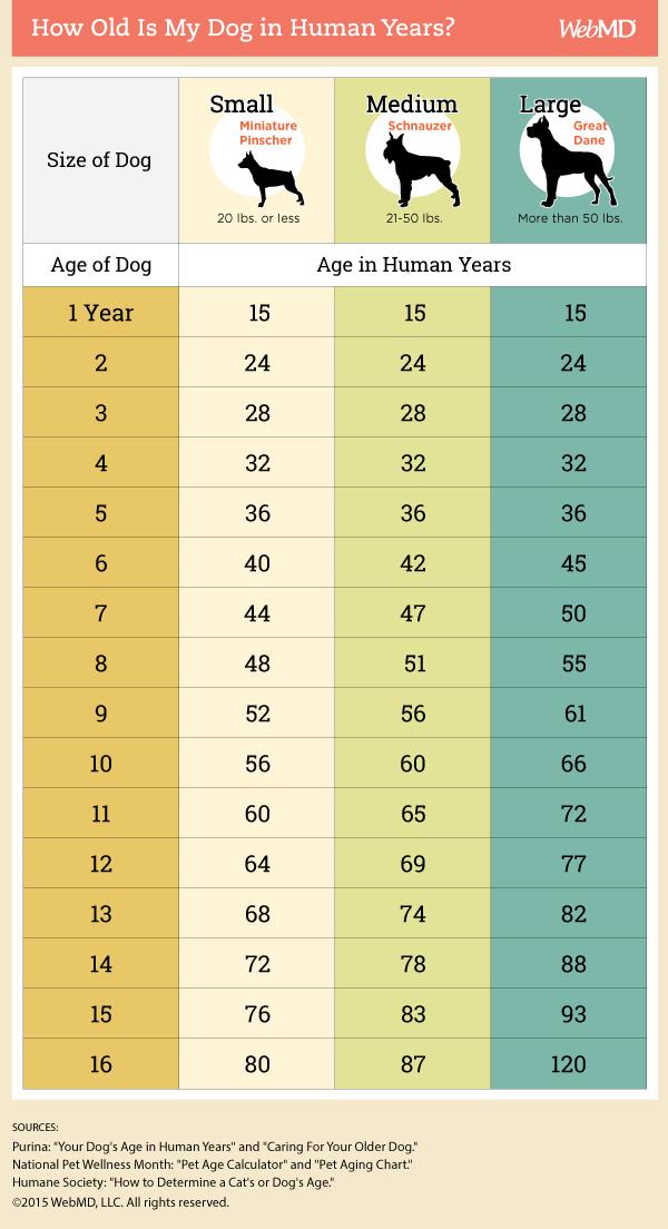 How To Calculate Dog Years