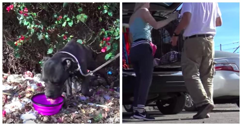 Screen Shots: YouTube/Hope For Paws