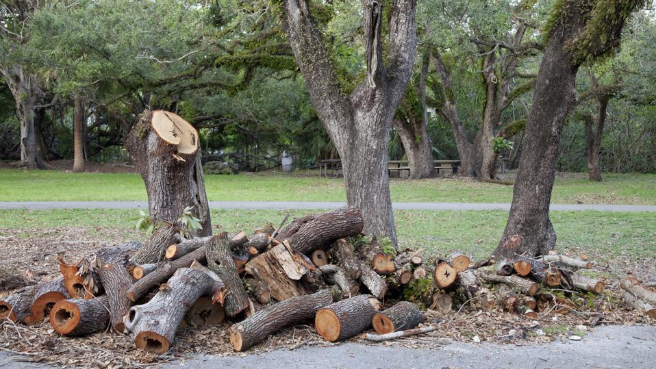 Stump Removal