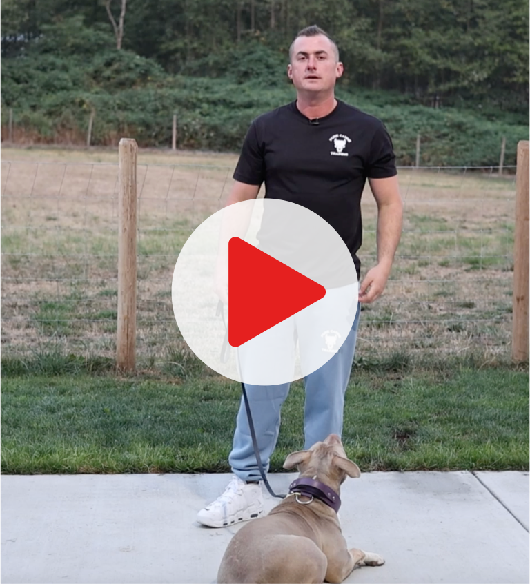 interactive gear for dog training