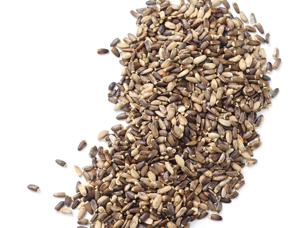 Blue Dream Seed