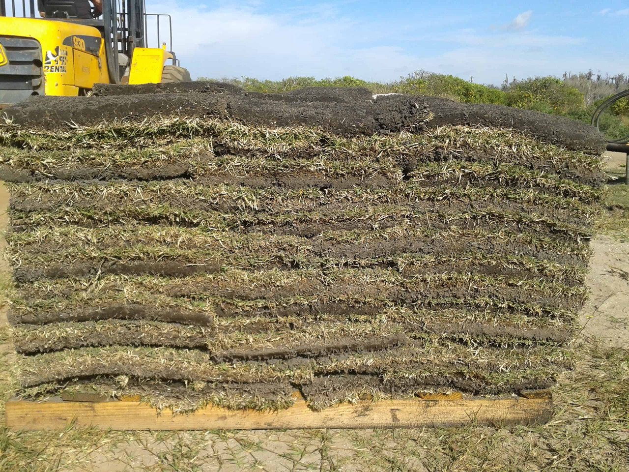 bulk sod for landscapers