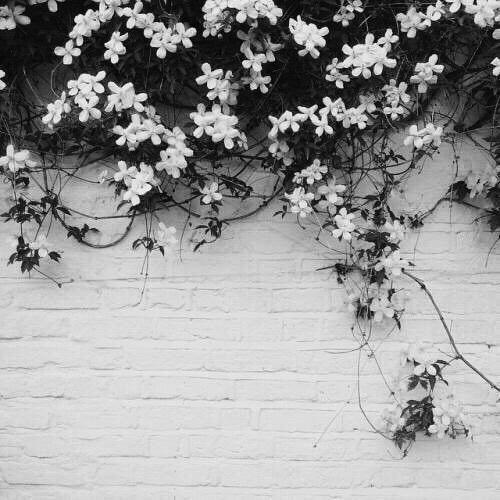 The building was abandoned but the flowers were still there, blooming, waiting