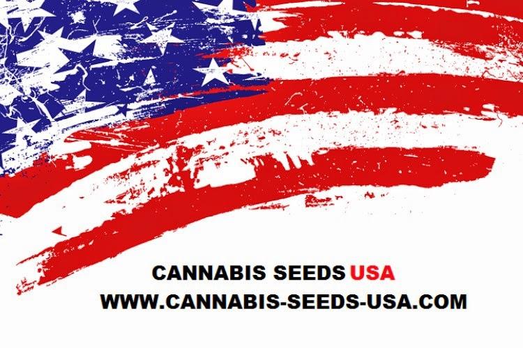 Alaska Marijuana Seeds Online