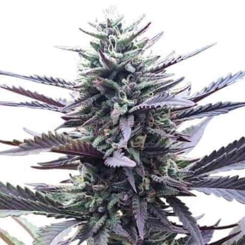 Chemdawg Seeds