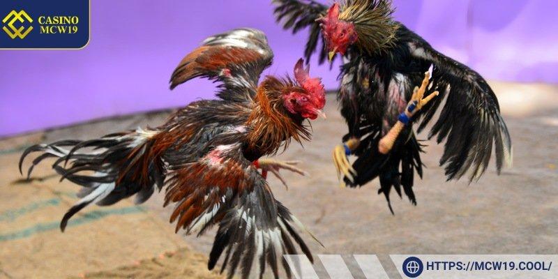 Overview of Mcw19 Cockfighting