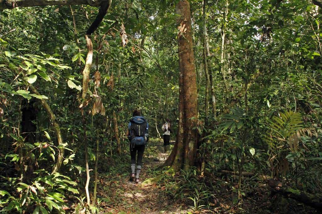 Tai National Park in Ivory Coast. Chimpanzees experience - Kumakonda