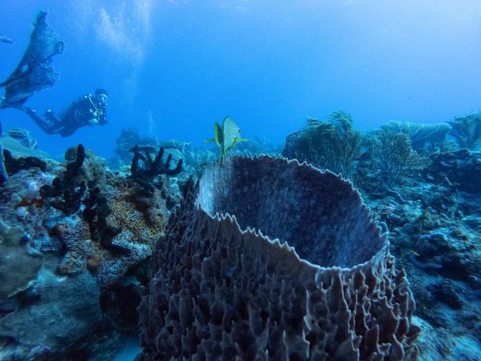 Reef Diving Cancun Mexico