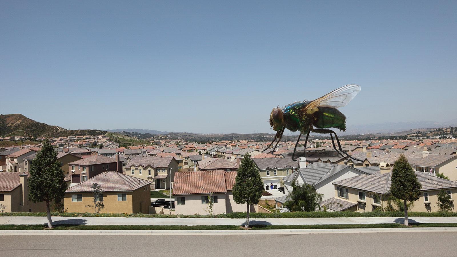 affordable pest control near me