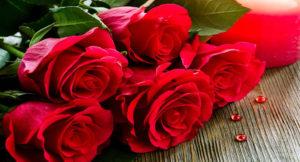rose Day