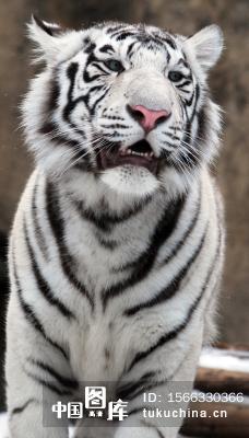 white tiger