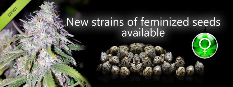 Chemdawg Seeds
