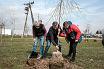 Park Papieski. Posłowie PO sadzili drzewa w ramach akcji 'Cała Polska sadzi drzewa' - miniatura