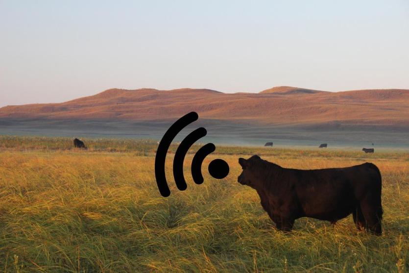 cattle-wifi