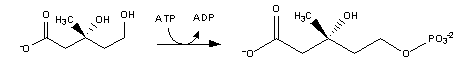 Taken from Image:Cholesterol-Synthesis-Complete.png Mevalonate to mevalonate 5-phosphate