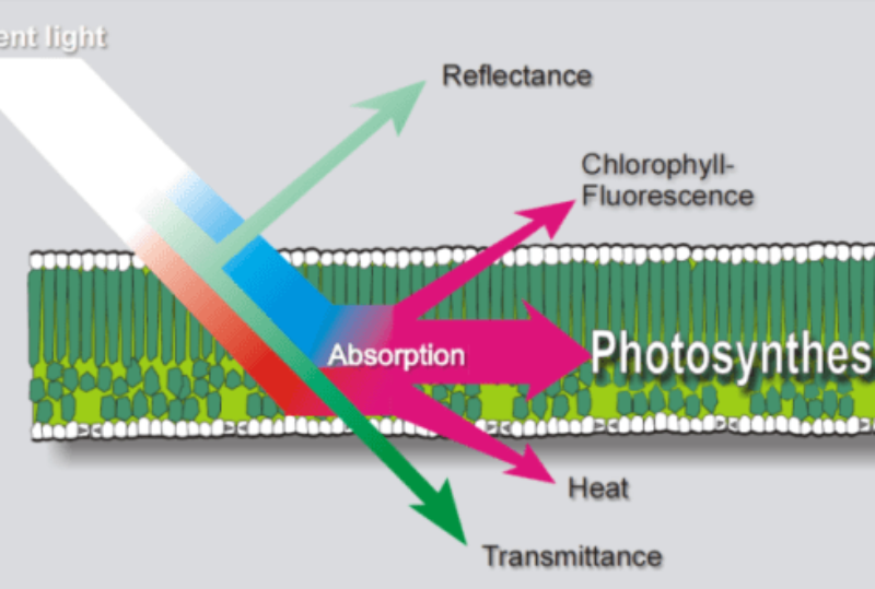chlorophyllfigure1.png